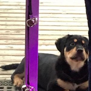 Meet your Posher, Taylor